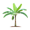 Icon Image