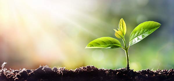 Organic Fertilizer